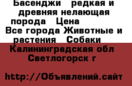 Басенджи - редкая и древняя нелающая порода › Цена ­ 50 000 - Все города Животные и растения » Собаки   . Калининградская обл.,Светлогорск г.